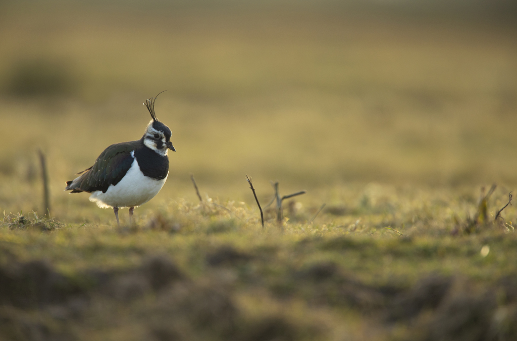 Ranked: Top 5 Best Birds In Orkney! 