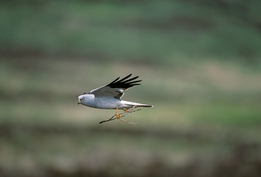 Ranked: Top 5 Best Birds In Orkney! 